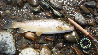 Blast from the Past: Flyfishing Reports from 2014
