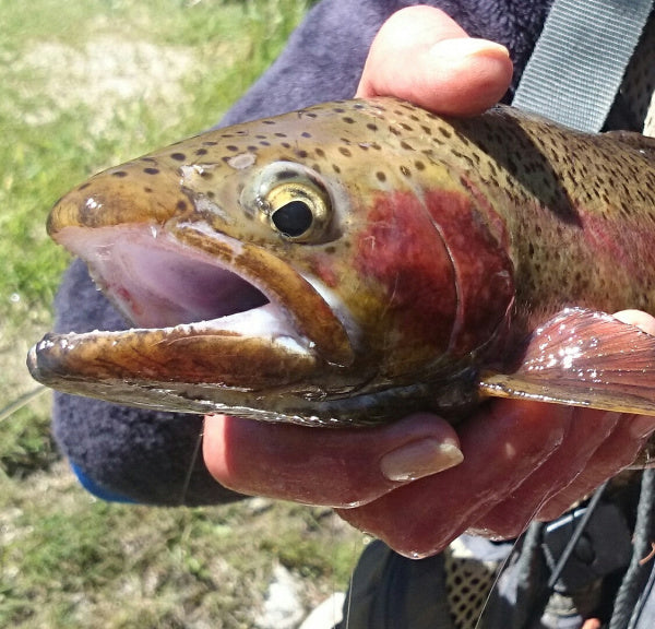 Good Enough to Keep: Flyfishing Reports from 2015